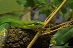 56岁属相是什么2021