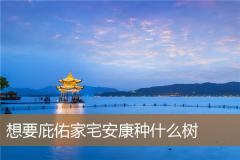 想要庇佑家宅安康种什么树