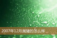2007年12月属猪的怎么样