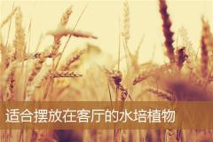 适合摆放在客厅的水培植物