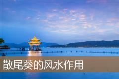 散尾葵的风水作用