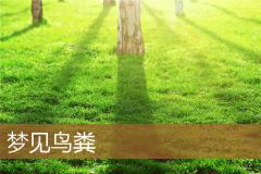 梦见鸟粪