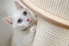 梦见猫叫