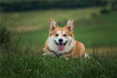 梦见母狗