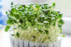 梦到豆芽什么征兆