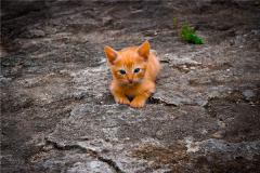 梦见猫死