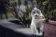 梦见夜猫子的预兆