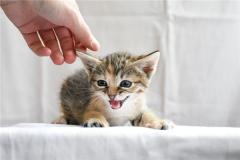 梦见吃猫屎有什么意思
