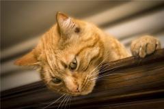梦到了被猫挠出血什么预兆
