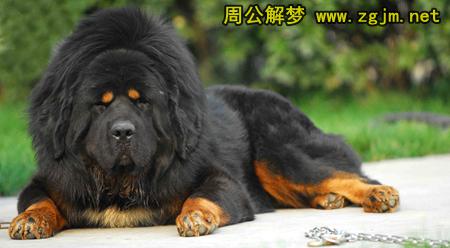 梦见藏獒