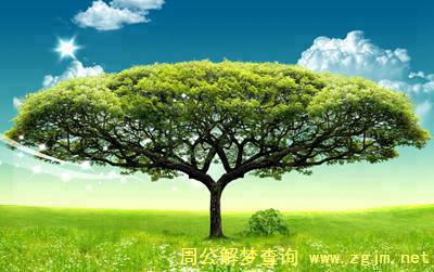 梦见树类 大树