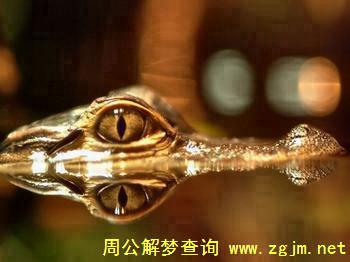 梦见鳄鱼