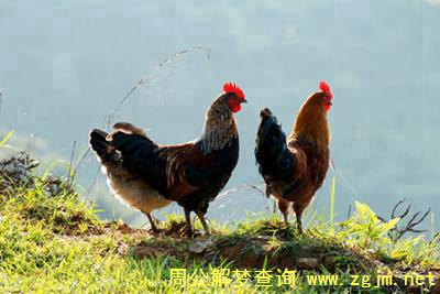 梦见鸡