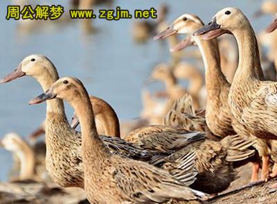 梦见鸭子