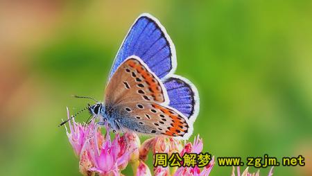 梦见蝴蝶
