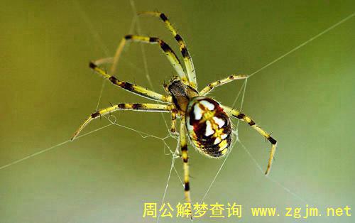 梦见蜘蛛