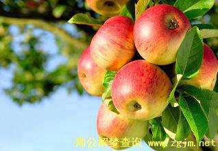 梦见苹果