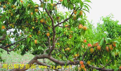 梦见桃树