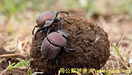 梦见屎