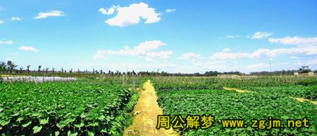 梦见菜地