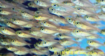 梦见小鱼