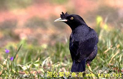 梦见八哥
