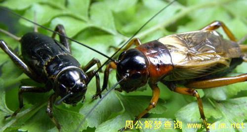 梦见蟋蟀 蝈蝈 蛐蛐 捉蟋蟀