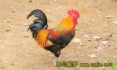 梦见公鸡 大公鸡 公鸡打鸣 雄鸡啼叫 鸡叫