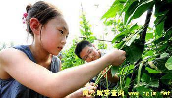 梦见摘豆角