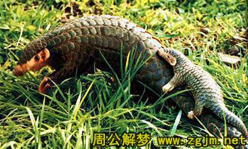 梦见穿山甲