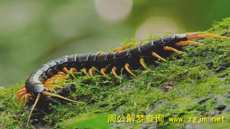梦见蜈蚣 蜈蚣咬人