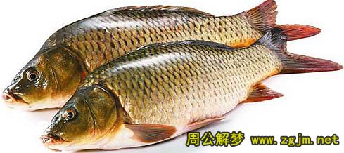 梦见鲤鱼