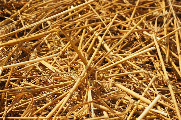 梦到麦秆什么寓意